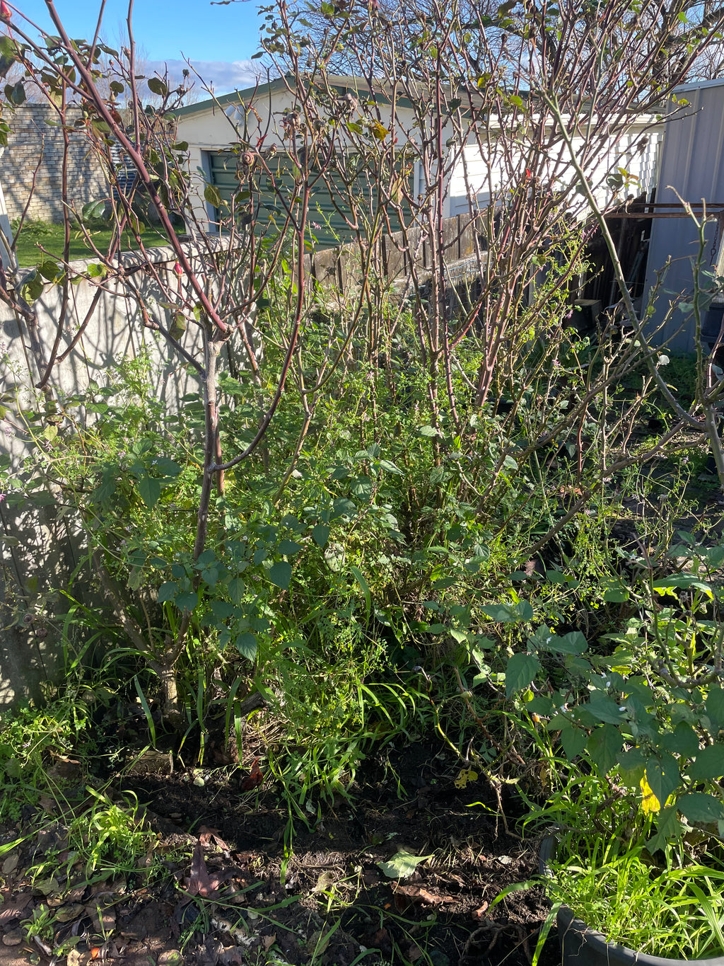 Full Garden Bed Makeover