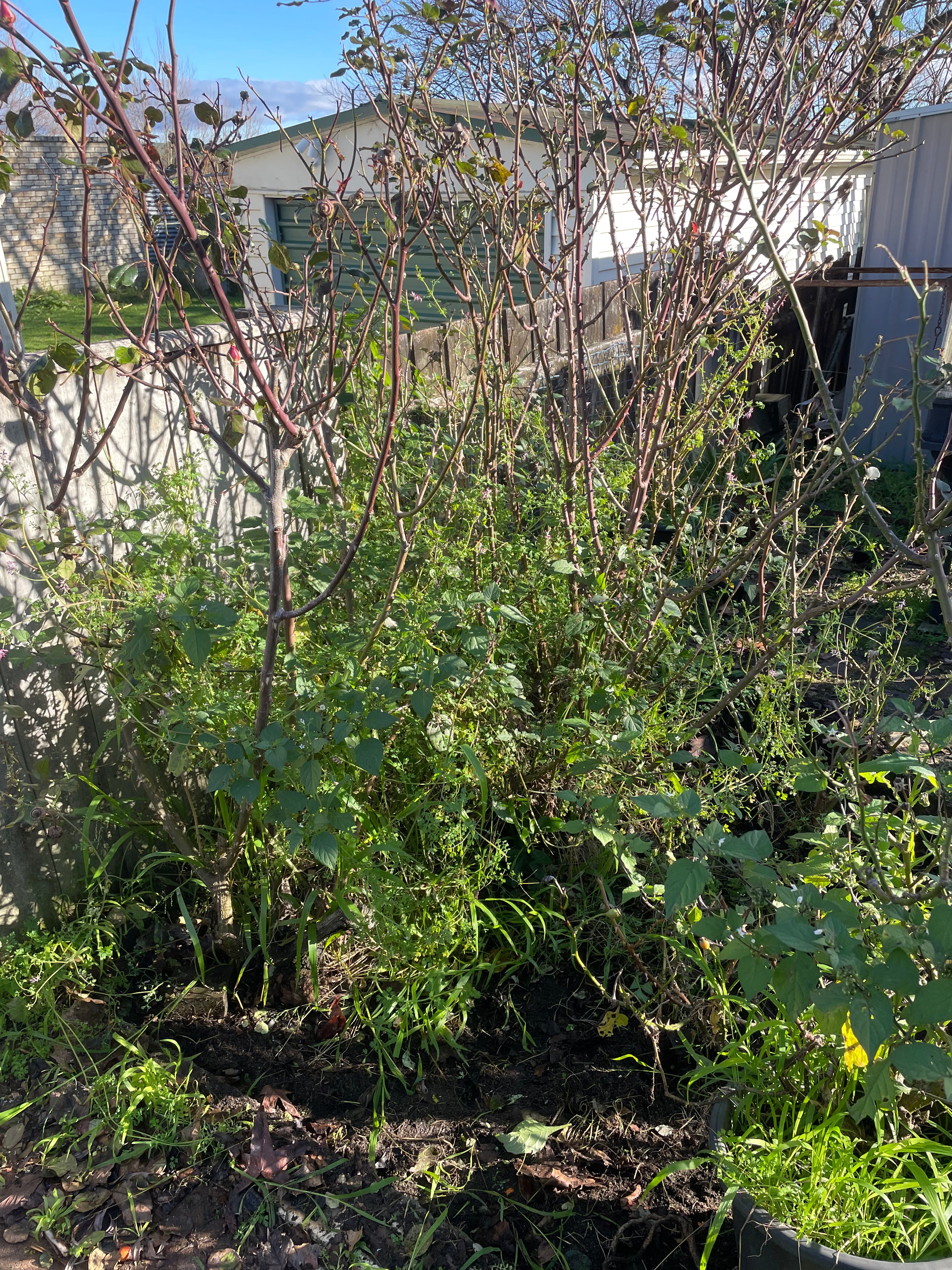 Full Garden Bed Makeover