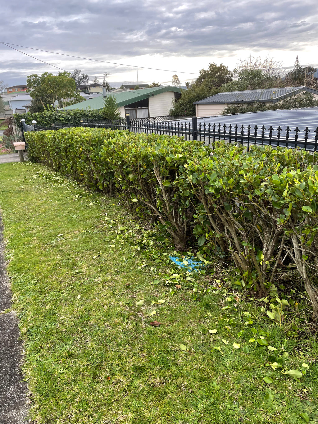 Hedge & Shrub Trimming